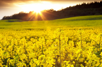 榨油機(jī)都能榨哪些植物油料(圖1)
